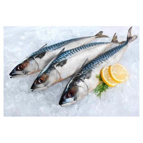 Шкаф шоковой заморозки Cooleq CQF-13